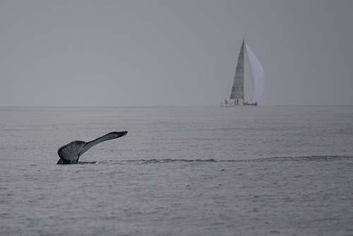 Visita de baleias durante a SVI  / Foto: Júlio Cardoso