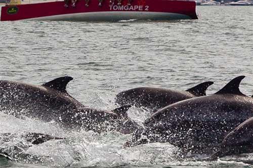 Golfinhos acompanham Tomgape/ Foto: Rolex / Carlo Borlenghi