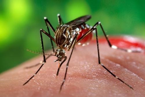 Aedes Aegypti é o mosquito causador da zika / Foto: Divulgação