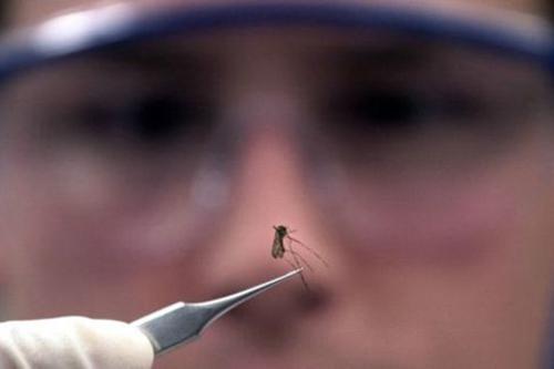 Vírus zika preocupa atletas olímpicos / Foto: Getty Images