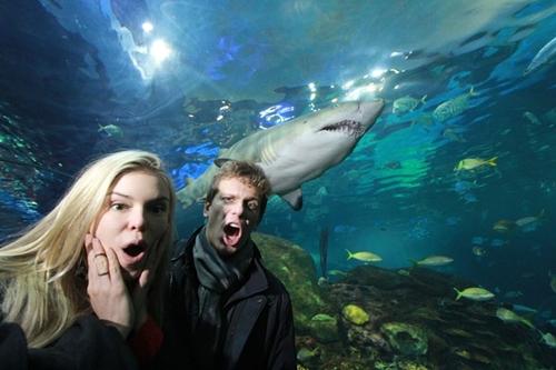 Cielo e sua namorada no aquário de tubarões / Foto: Thiago Lavinas