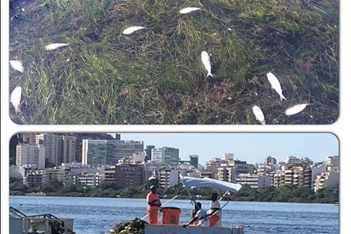 Peixes mortos e garis trabalhando na retirada deles, na Lagoa / Foto: Reprodução / Internet