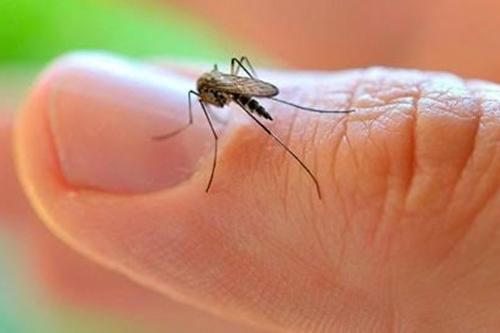 Surto de zika desacelerou nos últimos meses / Foto: Divulgação