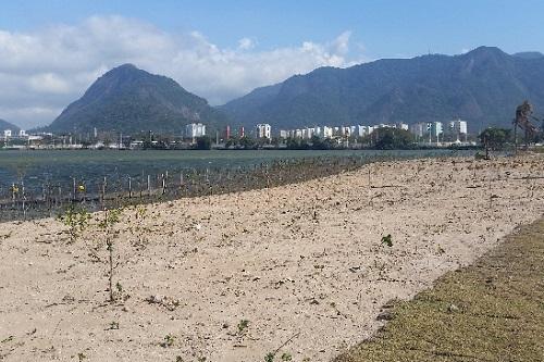 Uma área equivalente a sete campos de futebol foi reflorestada no Parque Olímpico / Foto: Rio 2016/Ernesto Neves